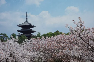 仁和寺の風景